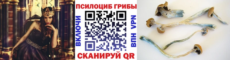 Псилоцибиновые грибы Cubensis  Ипатово 